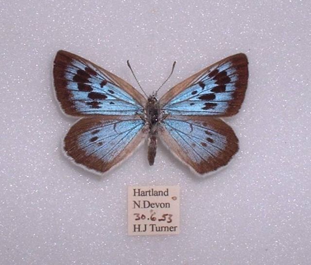 Phengaris arion female (ab. magnifica & marginata hartland devon june1953 h j turner) (Internet Image property of respective owner, non-commercial use only)